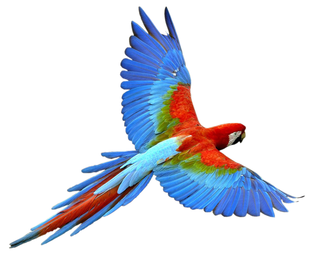 Parrot 1024x836
